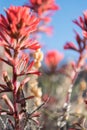 Close of Stem of Desert Indian Paintbrush Royalty Free Stock Photo