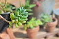 Succulent plant in front of flowerpots