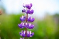 Close summer flower purple Lupin on a blurred background of green field, selective focus