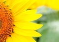 Close beautiful sunflower with a bright yellow Royalty Free Stock Photo