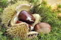 chestnuts on opened shell on green moss Royalty Free Stock Photo