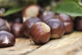 Close on sweet chestnuts