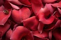 A close and tender view of dew laden red rose petals embodying the allure of romance, valentine, dating and love proposal image