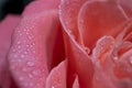 Close Tenderness Pink Rose. Rose Macro Closeup