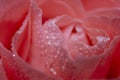 Close Tenderness Pink Rose. Rose Macro Closeup