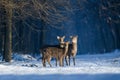 Close three young majestic red deer in winter forest. Cute wild mammal in natural environment