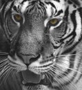 Close tiger face Royalty Free Stock Photo