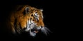 Close Tiger portrait on black background