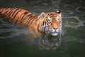 Close Tiger swimming in water pond