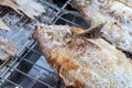 Close the tilapia grill with salt. Royalty Free Stock Photo