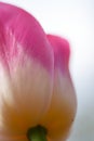 Background, flower, nature, blur, close-up, spring, abstract, spring, fresh, freshness, vitality, hope, flower, macro, pink, white