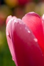 Background, flower, nature, blur, close-up, spring, abstract, spring, fresh, freshness, vitality, hope, flower, macro,