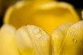 Background, flower, nature, blur, close-up, spring, abstract, spring, fresh, freshness, vitality, hope, flower, macro,