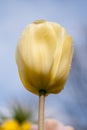 Background, flower, nature, blur, close-up, spring, abstract, spring, fresh, freshness, vitality, hope, flower, macro,