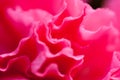 Background, flower, nature, blur, close-up, spring, abstract, spring, fresh, freshness, vitality, hope, flower, macro, red,
