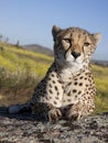Close to a cheetah Royalty Free Stock Photo