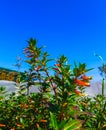 Close to firecracker plant with blue sky background in sun light Royalty Free Stock Photo