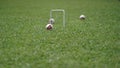 Close to the gateball on the grass field Royalty Free Stock Photo
