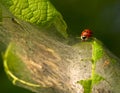 Close to a ladybeetle and a lot of canker worms Royalty Free Stock Photo