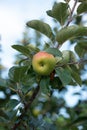 Close to ripe green apple fruit on tree branch summer low angle view Royalty Free Stock Photo