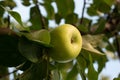 Close to ripe green apple fruit on tree branch summer low angle view Royalty Free Stock Photo