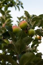 Close to ripe green apple fruit on tree branch summer low angle view Royalty Free Stock Photo