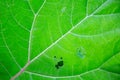 Thick juicy leaf of a large green plant Royalty Free Stock Photo