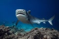 Close to Tiger shark underwater in transparent ocean. Shark with sharp teeth Royalty Free Stock Photo