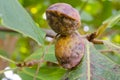 Ripe Tarminalia Catappa Almond On Tree