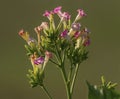 Close upon tobacco, nicotiana tabacum, beautiful flowers