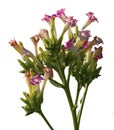 Close upon tobacco, nicotiana tabacum, beautiful flowers in white background