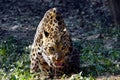 Close of a Tongue out jaguar/leopard.