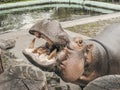 Close top picture of hippopotamus open it mouth