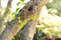 Close of of tree brunches on sunny terrace