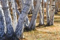 Close trees in sunshine in Wulanbutong in Inner Mongolia Royalty Free Stock Photo