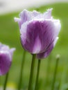 Close tulip flower in the sunshine