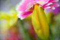 Close tulip Royalty Free Stock Photo