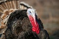 Turkey cock on grass at village courtyard