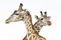 Two heads of male giraffes isolated on white fighting in Masai Mara in Kenya
