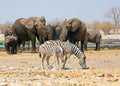 Close of of Two Zebra, with a small herd of elephants in the background Royalty Free Stock Photo