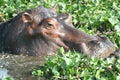 A close u of a hippo wallowing in a cabbage filled pond