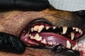 Close-u photo of a dog teeth after tartarectomy or dental scalling