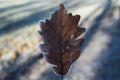Close u shot of a brown snowy leaf with a blurred background