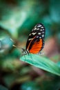 Close u shot of a butterfly sitting on a leaf