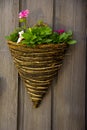 Close-up of Geranium in a basket on a wooden background of Geranium in a basket on a wooden background