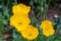 Close-uip photography Yellow Welsh Poppy flowers Royalty Free Stock Photo