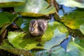 Mallard anas platyrhnchos duckling Royalty Free Stock Photo