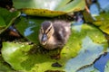 Mallard anas platyrhnchos duckling Royalty Free Stock Photo