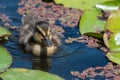 Mallard anas platyrhnchos duckling Royalty Free Stock Photo