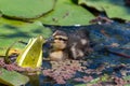 Mallard anas platyrhnchos duckling Royalty Free Stock Photo